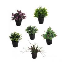 Piantine sempreverde con foglie