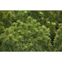 Kugelfichte 'Alberta Globe' Picea glauca 'Alberta Globe' 2L 15- 20