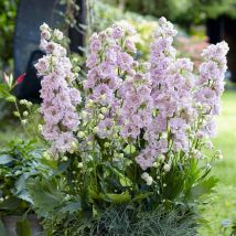 Pied-d'alouette x Cinderella 'DD2011' | Conditionnement: Lot de 5 godets