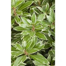 Schattenglöckchen 'Little Heath' Pieris japonica 'Little Heath' c 7 40- 50