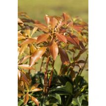 Pieris japonica 'Mountain Fire' C5 30- 40