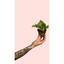 Pilea Moon Valley Mini Plantas Naturales Terrario Pur Plant