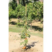 Paquete De 9 Unidades De Estacas Cuadradas De Soporte Con Punta, Dimensiones 2,5x2,5x210 Cm, Color Castaño Alce
