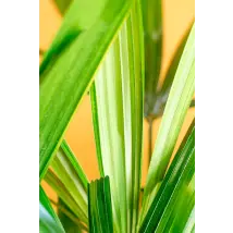 Rhapis Excelsa – Palma Sempreverde Elegante Cespuglio 20