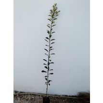 Albero Di Photinia Red Robin Di Anni Due Altezza 180/200 Cm (foto Reale)