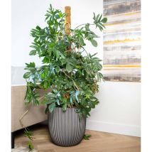 Pot De Fleur Boule - Capi Europe - Groove Nl - 43 X 41 Cm - Anthracite