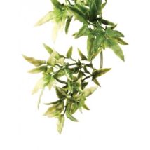 Planta Pl Emesso Mandarino M. - Exo Terra