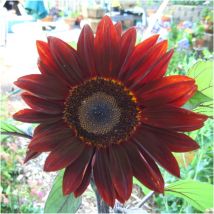 1000 Pz Semi Di Girasole Alta Germinazione Rosso – Semi Ornamentali Da Giardino