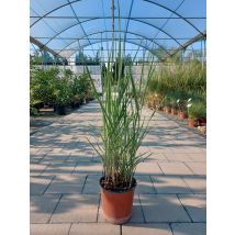 Panicum – Altezza 1,8-2,2 metri – Foglie fino a 90 cm – Pannocchia fino a 60 cm – Resistente fino a -15° C