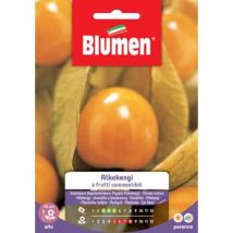 Alkekengi Samen – Essbare Früchte – Dekorative mehrjährige Pflanze – Sommerblüten – Kleine Laternen