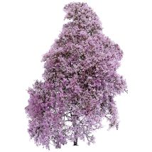 Busch – 3587 Frühling Lila – Blühende Pflanze für Garten und Töpfe – Dekorative Pflanze für Beete und Rabatten