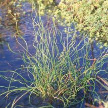 4 X Jonc Spiralé - Juncus Effusus 'spiralis' - Godet 9x9 Cm