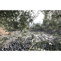 Mantos De Aceituna Negro Extra . Medida: 8 X 10 M Especial Para La Recoleccion De Frutos De Cascara