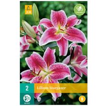 2 Lys Stargazer Multicolore