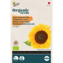 Buzzy Organic Tournesol Nain Sunspot- Bio Semences - Ca. 3 Gr