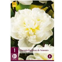 Pivoine Duchesse De Nemours – Fleur Blanche – Hauteur 90 Cm – Floraison De Mai À Juin – Plantation De Mars À Mai – Jub