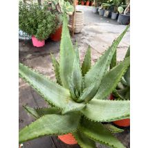 Vivaio Garden Forest – pianta Agave Americana – foglie verdi-bluastre, altezza 2-3m, fiori gialli, resistente alla siccità
