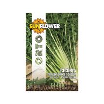 Semillas de achicoria gigante de Chioggia – 10 g – Germinabilidad 3 años – Hojas verdes intensas