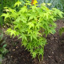 Vivaio Garden Forest - Pianta Di Acero 'acer Winter Jewels' Going Green Wood Foto Reali H 100 Cm