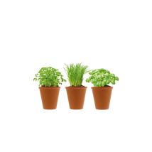 Herbes aromatiques et pots en terre cuite – Jardin piscine – 0710200992