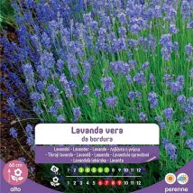 Echte Lavendelsamen im Umschlag – Hochwertige Randlavendelsamen für eleganten Garten – 137529