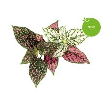 Kit De Culture Click-amp-grow Sgr48x3 Croissance Rapide Intérieur