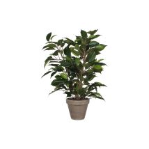 Ficus Natasja Avec Pot D11.5cm - 40x30cm