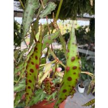 Vivaio Garden Forest – Pianta di Begonia Amphioxus – Foglie allungate e macchiate di rosso – Perfetta per terrari e angoli tropicali
