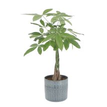 Pachira Acquatica Con Vaso In Ceramica Alma - H 60-70 Cm Vaso Ø 17 Cm