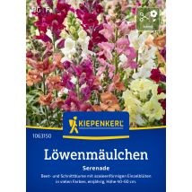 Kiepenkerl Blumensamen Löwenmäulchen Serenade Für Ca. 200 Pflanzen