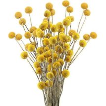 40 Stiele Getrockneter Naturblumen, Craspedia-trockenblumen, Blumenstrauß „billy Button Balls“