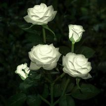 Led Solar Rose Flower Lights Outdoor Garden Decoration For Yard Patio Grave Cemetery Balcony Christmas Decor - White