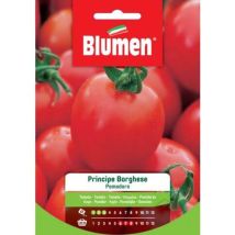 Prince Borghese Tomatensamen – Gemüsesamen für unbestimmte Tomaten – 20-30 °C – 15 cm – 0,5-1 cm