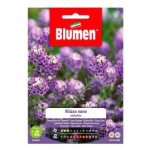 Zwergviolette (Alyssum) Blumensamen – Aussaatzeitraum: Januar – März – Blütezeit: April – Oktober – Blütenhöhe: ca. 15 cm