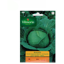 Col Samen Brunswick Vilmorin 6g Kohl
