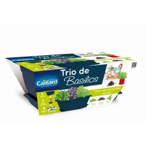 Caillard Pfcw16255 Basilischi Planter Trio 40 X 21 X 17 Cm