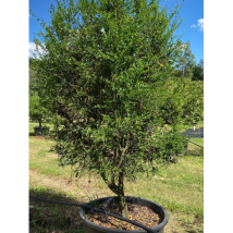 Limone Caviale Rosso "citrus Australasica" Pianta Di Finger Lime In Mastello 40 Cm