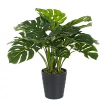 2x Philodendron Pflanze C-vase 24blätter H65cm