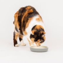 Classic Pet Saucer 13cm - Pk 6 - 267788 - Scruffs