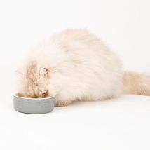 Scruffs – Classic Cat Food Bowl 15cm – Chip and Bite Resistant Stoneware – Dishwasher and Microwave Safe