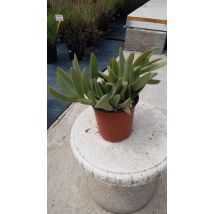 Carpobrotus Quadrifidus – 8032953564409 – Pianta succulenta resistente alla siccità – Fioritura: aprile-ottobre – MEDITERRANEO GARDEN
