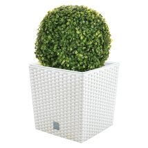 Flowerpot Set 32 Litri Con Becher Per Plantare In Bianco 33 X 33 X 33 Cm + Boj Diametro A Sfera 27 Cm