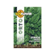Semillas de espinaca América – 12 g – Garantía de germinación 3 años – Sunflower