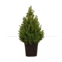 Picea Glauca ‘conica’ (o ‘albertiana ‘conica’) 100 Cm – Naturale E Fresco
