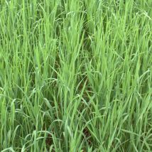 Avoine rude (Avena strigosa) – Graines de potager – Période de plantation / semis