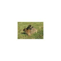 Rejilla Ttx Galva 1m00-25ml - Af-13x0 7-