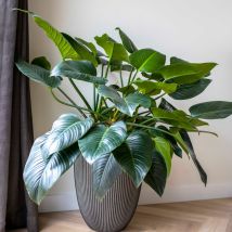 Vase Élégant Bas - Capi Europe - Groove Nl - 34 X 46 Cm - Anthracite