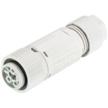 Wieland-electric Rst Mini Stecker Hellgrau 3-polig