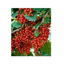 1 Pianta Di Ribes Rosso Jonkheer Van Tets Raggiunge Fino A 150cm Di Altezza