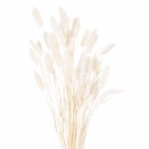 Hill Interiors - Dried Bunny Tail Bunch Of 60 Artificial Plant - H60 Cm - White